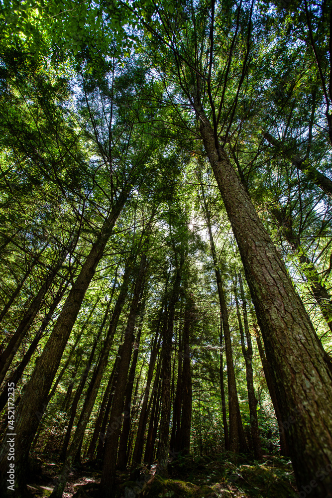 Naklejka premium Summer sunshine coming through the forest in the Dells of the Eau Claire Park in Aniwa, Wisconsin