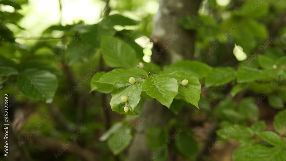 Eiablage auf Buchenblättern