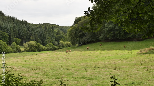 Wiesen im Mannebachtal