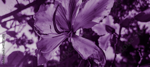 purple background and flowers