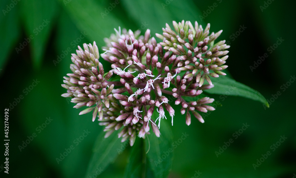 Gewöhnlicher Wasserdost Eupatorium Cannabinum