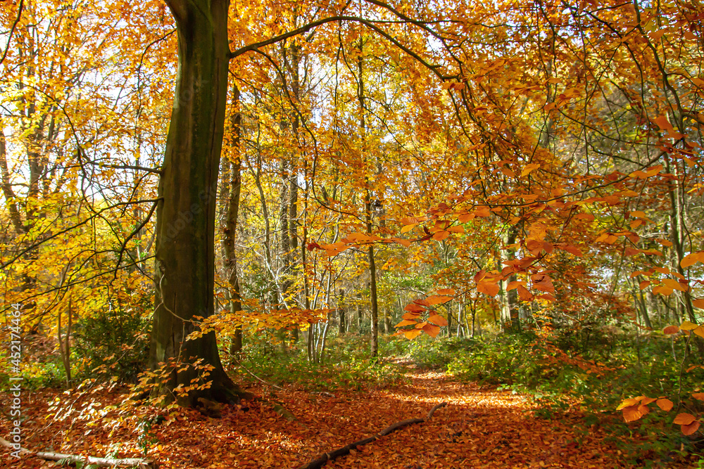 Beech trees autumnal woodland