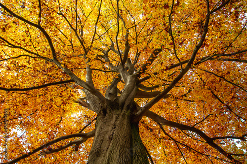 Obraz na plátně Beech tree with autumnal foliage