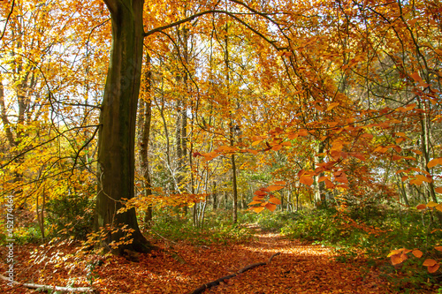 Beech trees autumnal woodland