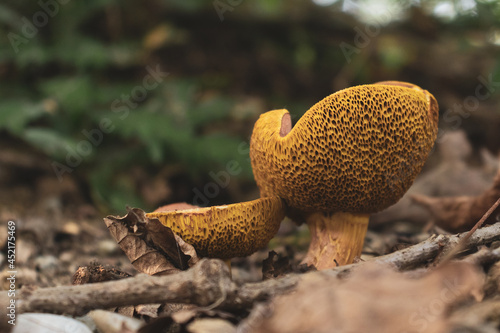 Close-up of two wild mushrooms (Rheubarbariboletus armeniacus) on a field