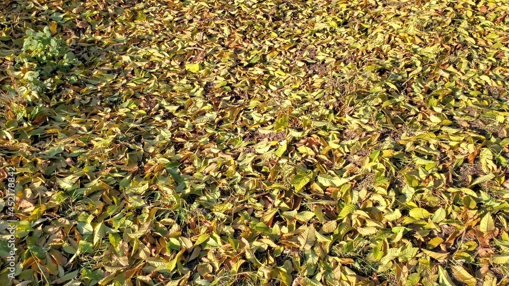 Autumn leaves covered ground in park at sunny fall weather. Tranquil fall background. Orange and yellow fallen leaves in autumn forest Autumn leaves covered ground in park at sunny fall weather. Tranquil fall background. Orange and yellow fallen leaves in autumn forest