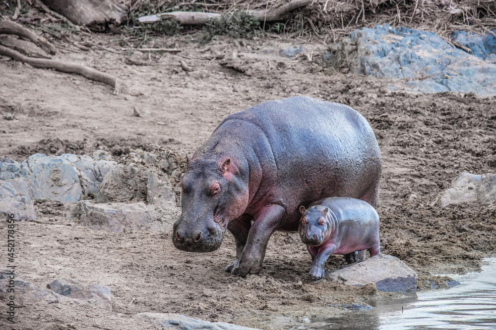 African hippopotamus with baby near the riverside