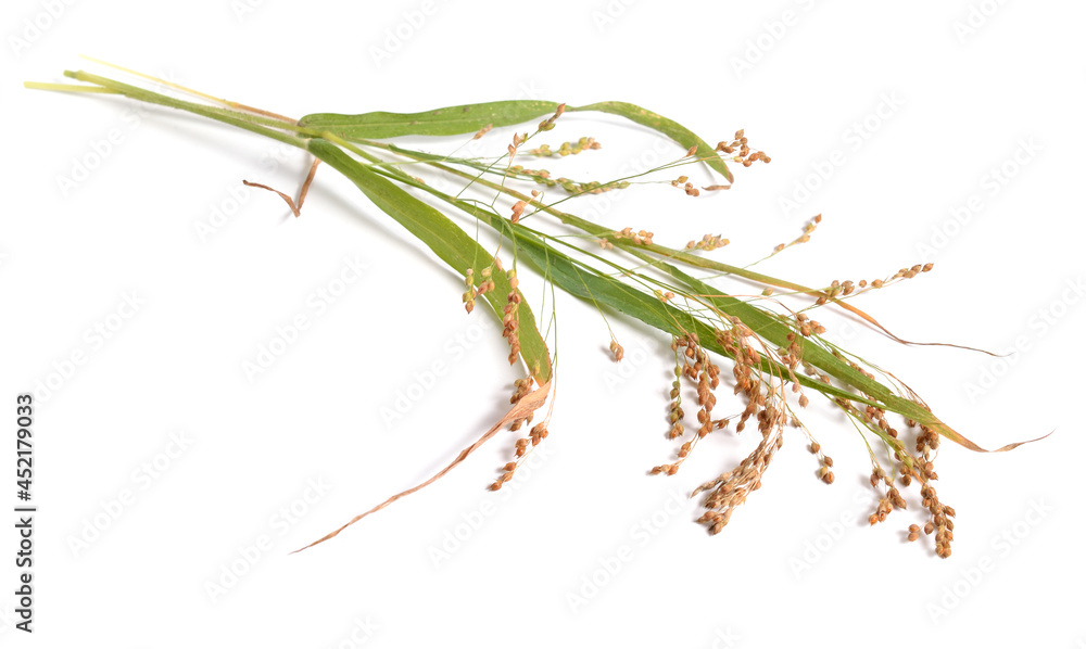 Fototapeta premium Panicum miliaceum or proso millet, broomcorn millet, hog millet, Kashfi millet, red millet, and white millet isolated