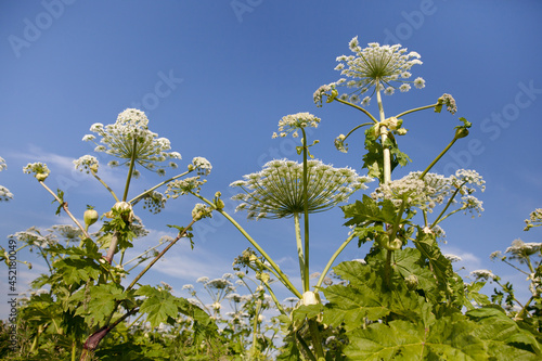 Giant hogweed in sunlight in summer. A large plant wrestler.