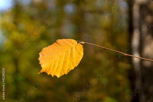 Bright autumn leaf hanging alone on tree branch, against the background of autumn forest. Alnus glutinosa. Topic - autumn, Indian summer, beautiful withering of nature. Alnus glutinosa
