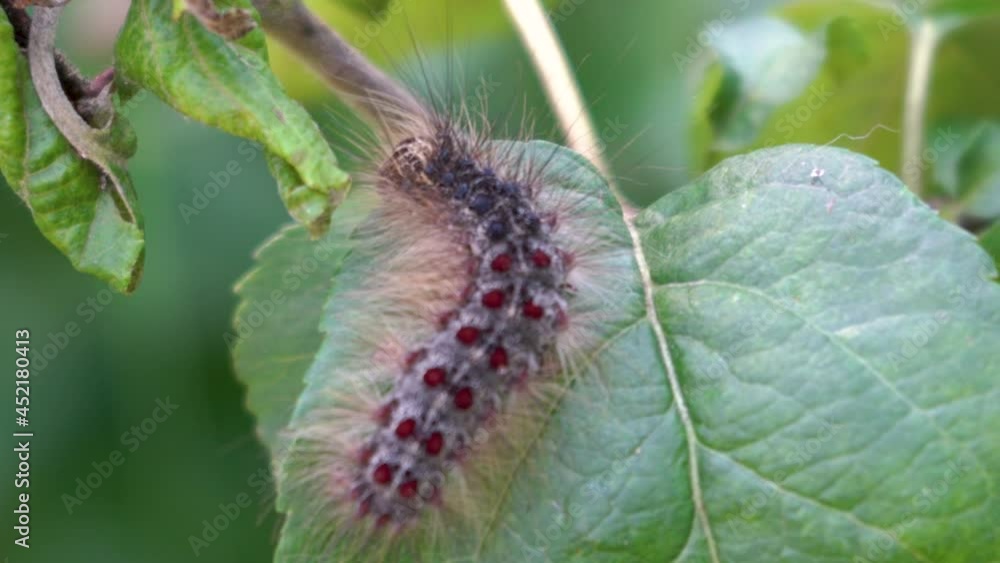 caterpillar gypsy moth,larva of the pest on the leaves of apple trees in the garden, the caterpillar gnaws the leaves