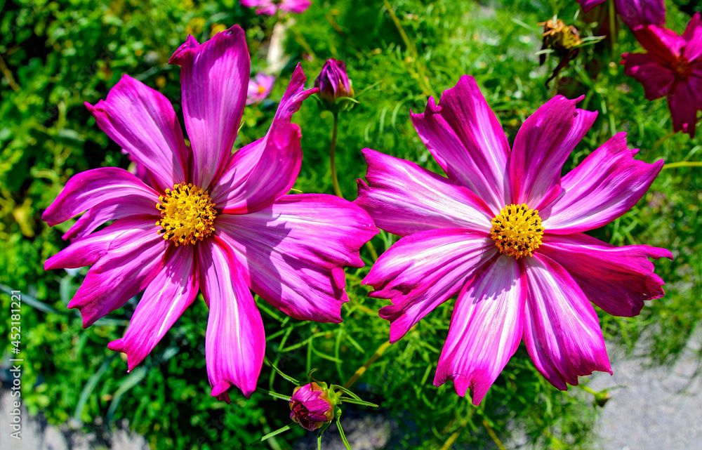 Obraz premium two lilac blossoms of a cosmos bipinnatus