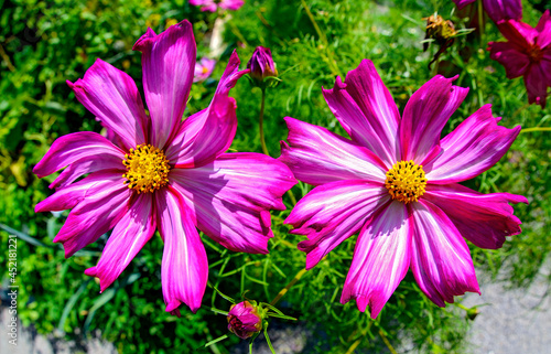  two lilac blossoms of a cosmos bipinnatus