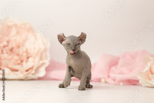 Elf cat kitten on white and pink background