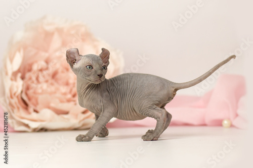 Elf cat kitten on white and pink background © Katrin