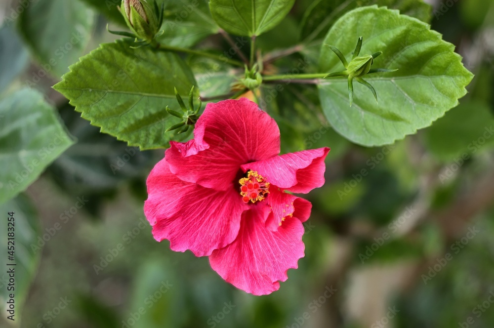 Obraz premium Closeup of hibiscus purple flower