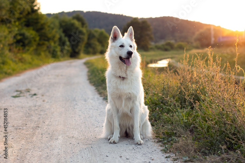 White Swiss Shepherd Dog outdoor portrait in nature. photo