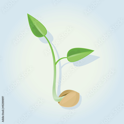 A small green plant emerging from a seed