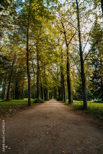 Beautiful summer public park. The shadow of the trees on sunset. Nature summer landscape. Walkway in the park.