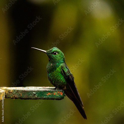 green hummingbird 