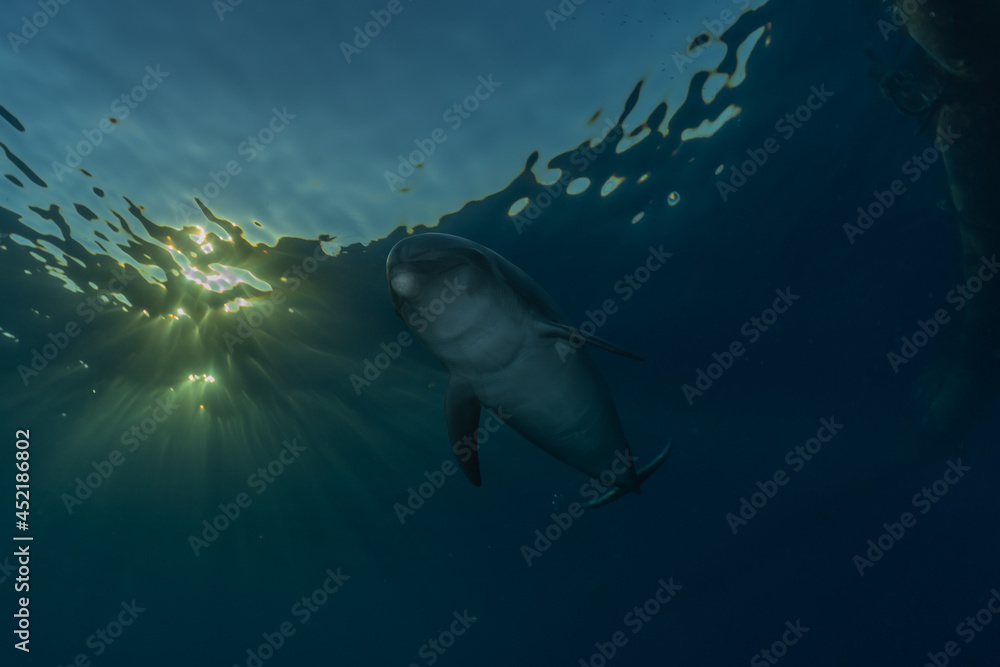 Fototapeta premium Dolphin swimming in the Red Sea, Eilat Israel 
