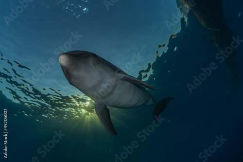 Dolphin swimming in the Red Sea  Eilat Israel 