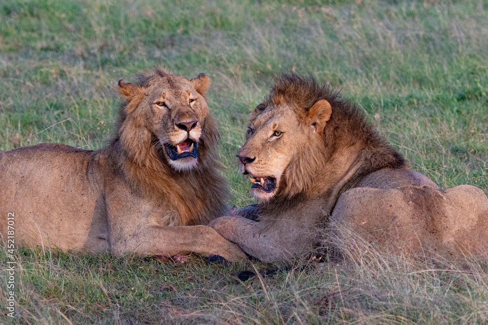 Brothers dining together two male lions feasting on their kill Brothers dining together two male lions feasting on their kill
