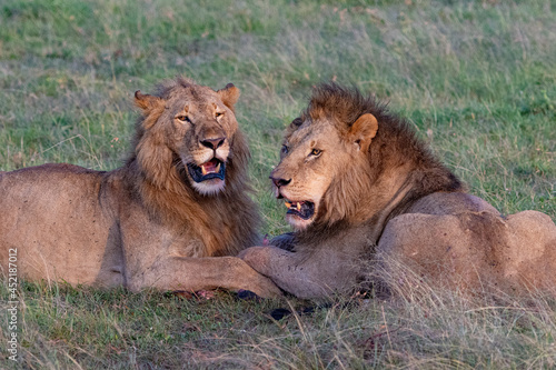 Brothers dining together two male lions feasting on their kill