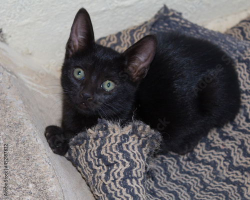 black and white cat