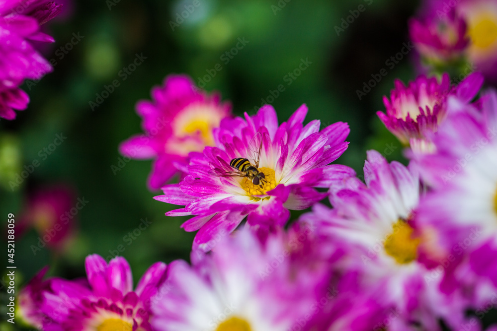 A close up macro shot of a bee landing on a pink and yellow flower A close up macro shot of a bee landing on a pink and yellow flower