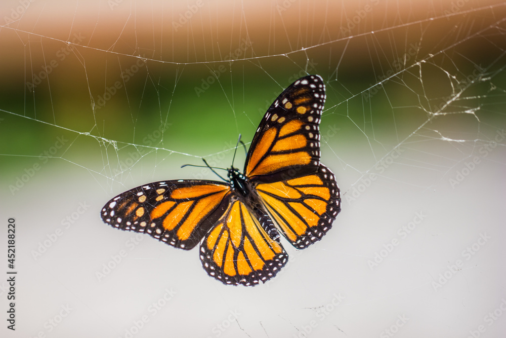 Fototapeta premium A close up of a butterfly trapped in a spider web