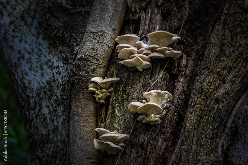 Mushrooms growing out of the side of a tree