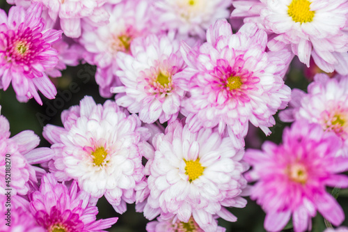 A background of purple  yelow  and white flowers