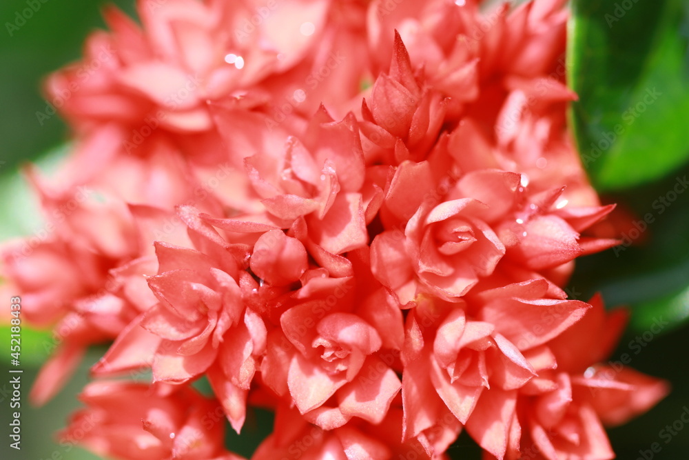 Green fresg grass and color full flowers Green fresg grass and color full flowers