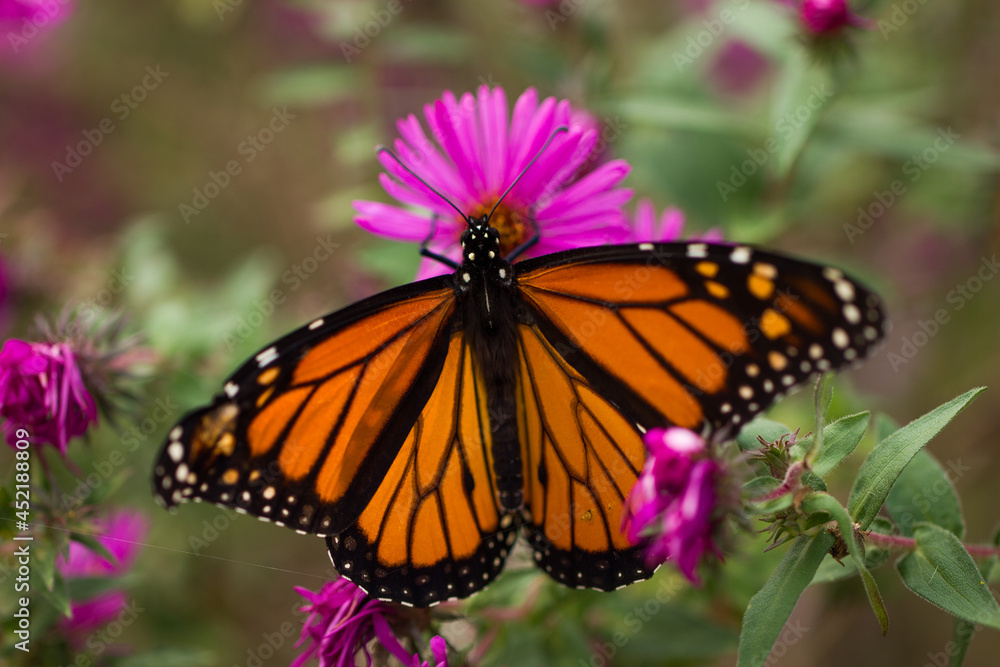 A bright orange butterfly lands on pink and orange flowers with its wings spread A bright orange butterfly lands on pink and orange flowers with its wings spread