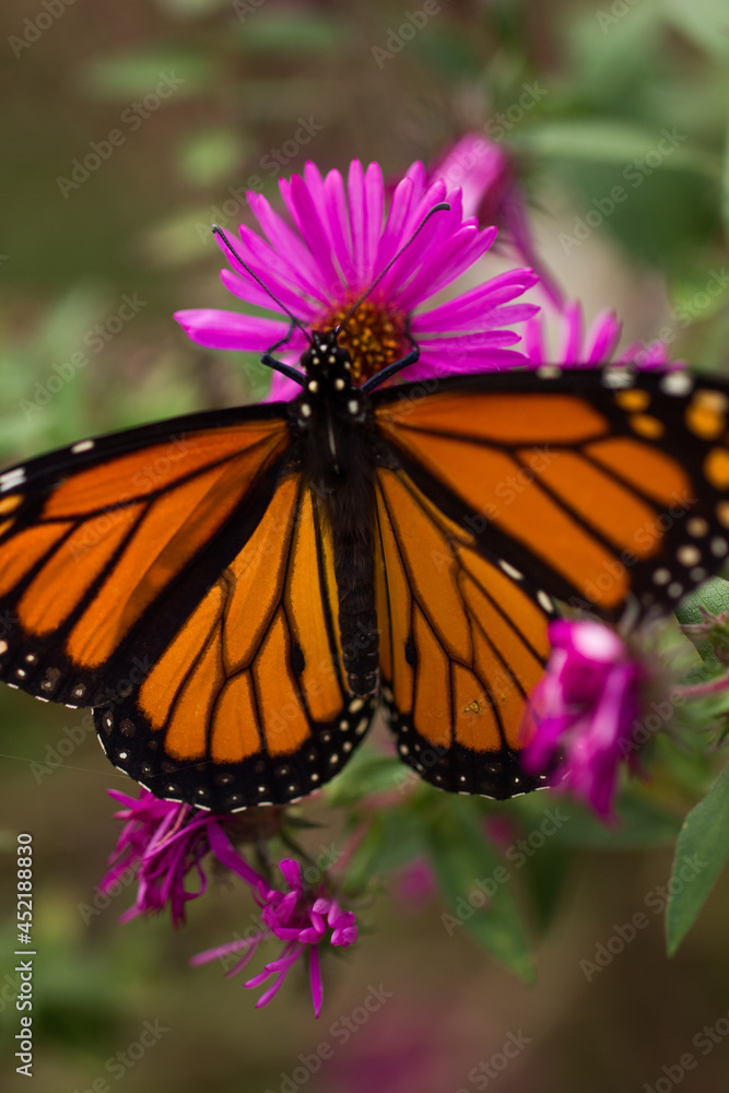 Fototapeta premium A bright orange butterfly lands on pink and orange flowers with its wings spread