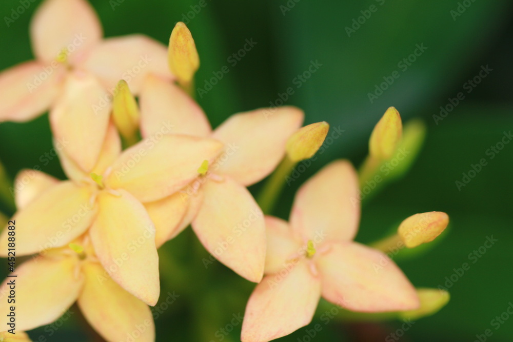 fresh yellow flowers fresh yellow flowers