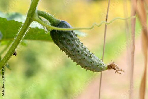 Ovary of cucumber with dried flower at end. Advertising background on topic about fresh vegetables, healthy and delicious food, canning