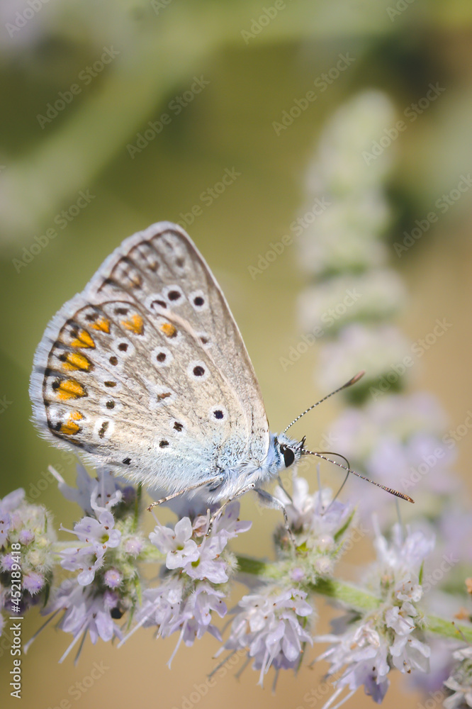 Obraz premium Geißklee-Bläuling macro