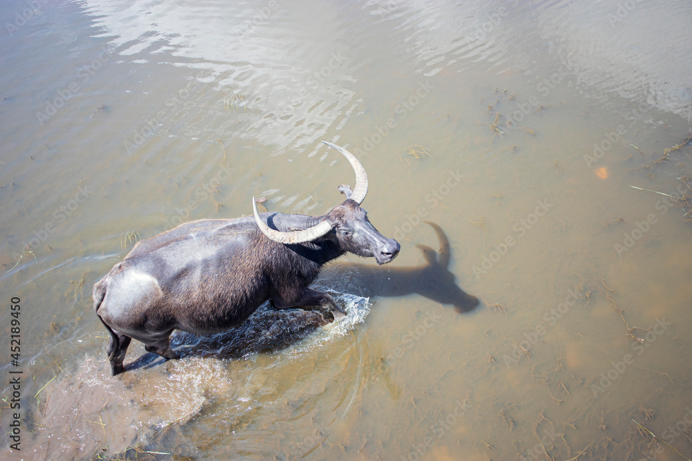 Fototapeta premium Water buffalo, Thale Noi, Phatthalung, Thailand