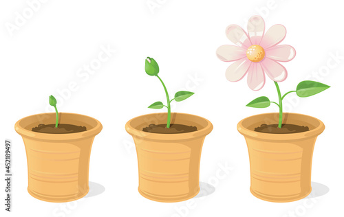 Vector illustration showing the growth cycle of a potted flower, from seedling to bloom
