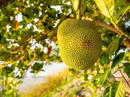 Jackfruit scientific name Artocarpus heterophyllus, Jackfruit hanging on jackfruit tree.