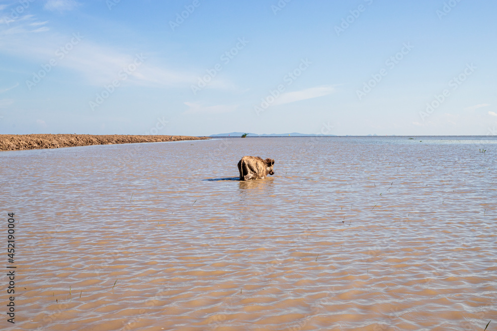 Water buffalo, Thale Noi, Phatthalung, Thailand Water buffalo, Thale Noi, Phatthalung, Thailand