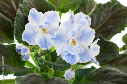 Potted blue African Violet isolated on a white background photo