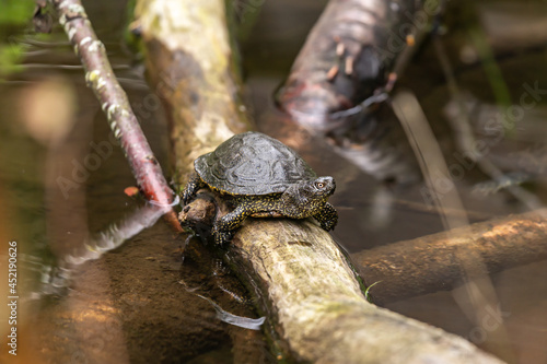 Portrait of a turtle in a pond outdoors photo