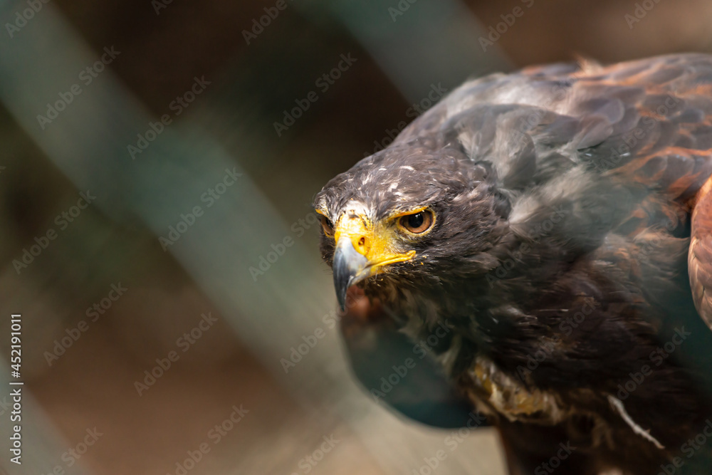 Close-up of a buzzard in captivity Close-up of a buzzard in captivity