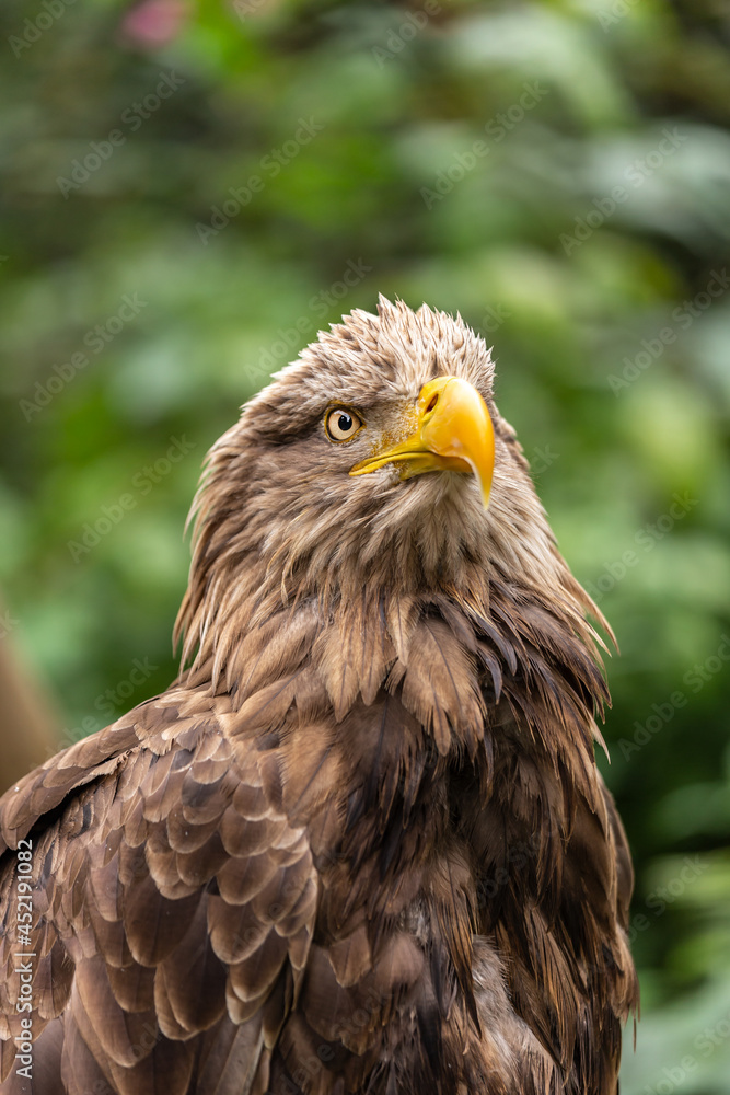 Portrait of a white tailed eagle Portrait of a white tailed eagle