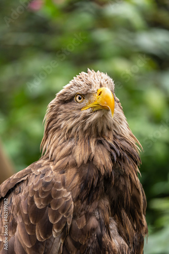 Portrait of a white tailed eagle