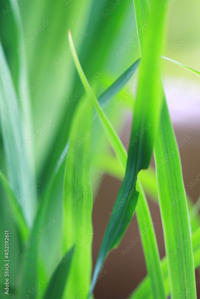 Green fresg grass and color full flowers Green fresg grass and color full flowers