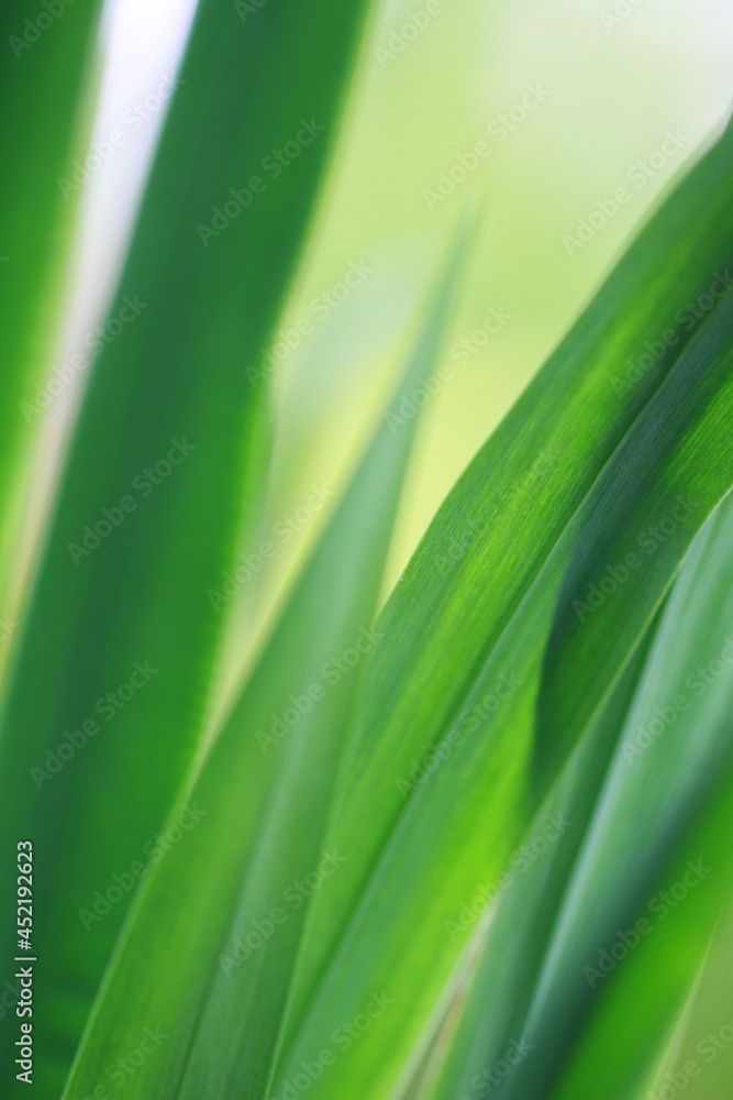 Green fresg grass and color full flowers Green fresg grass and color full flowers